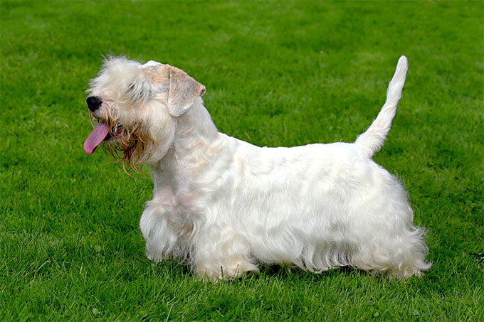 foto Perro Terrier de Sealyham