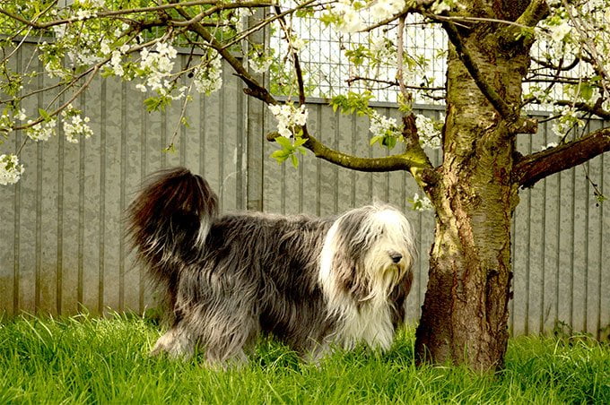 foto Perro Bearded Collie