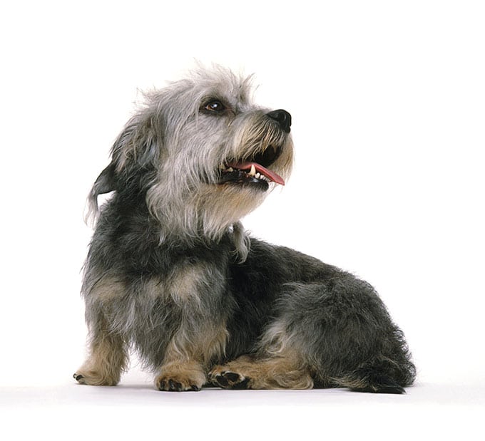 foto Dandie Dinmont Terrier