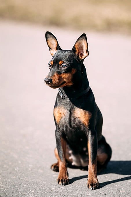 foto Perro Pinscher Miniatura