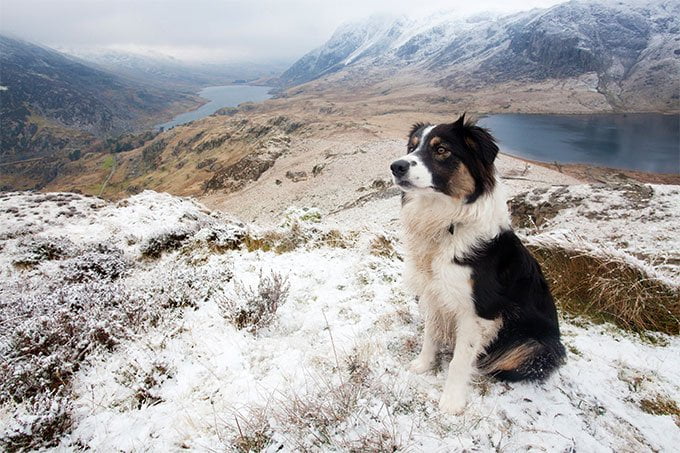 foto Perro Border Collie