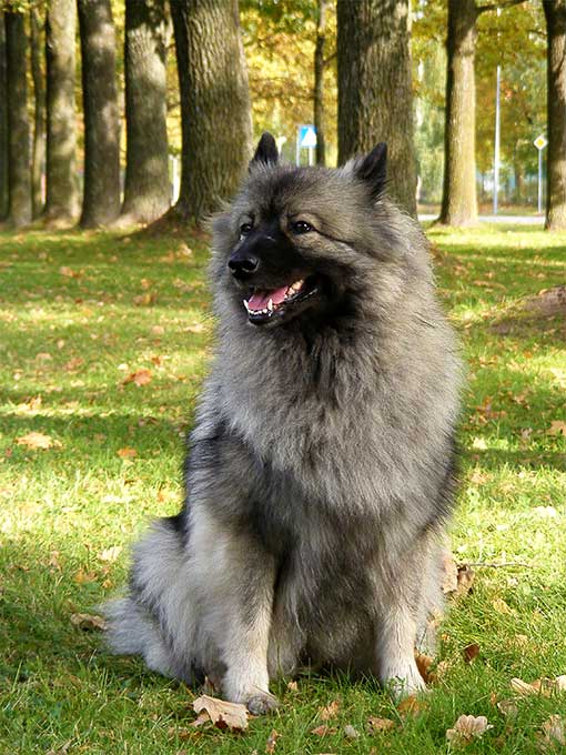 foto Perro Keeshond