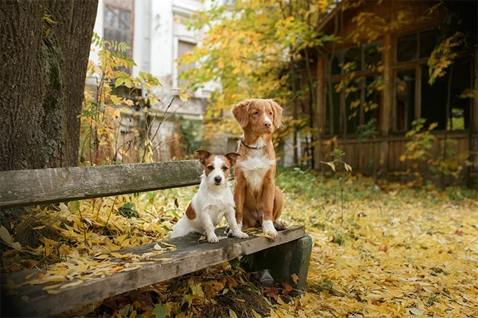 foto Perro de caza de patos de Nueva Escocia