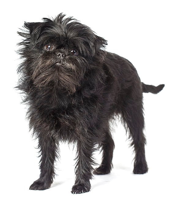 foto Perro Affenpinscher