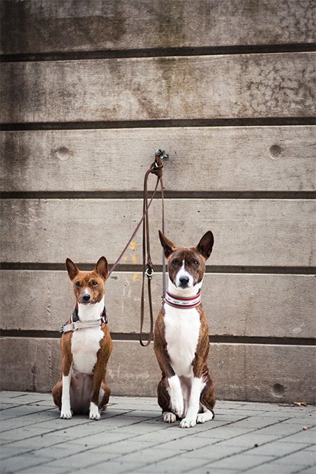 foto Perro Basenji