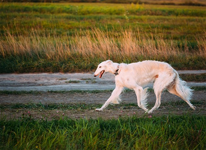 foto Perro Borzoi