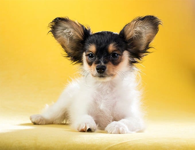 foto Perro Papillon