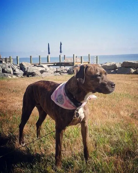 foto Perro Plott
