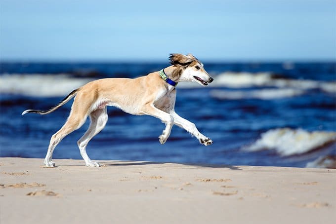 foto Información sobre la raza de perro Saluki, fotos, características y hechos