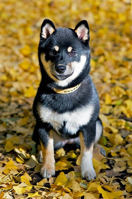 foto Perro Shiba Inu