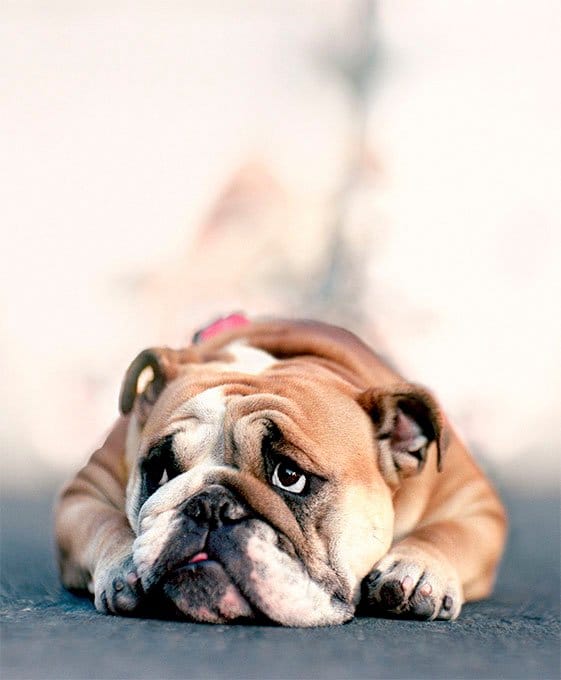 foto Perro Bulldog