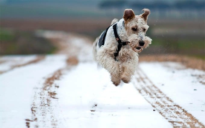 foto Perro Fox Terrier