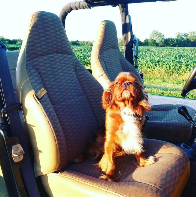 foto Perro de raza Toy Spaniel Inglés