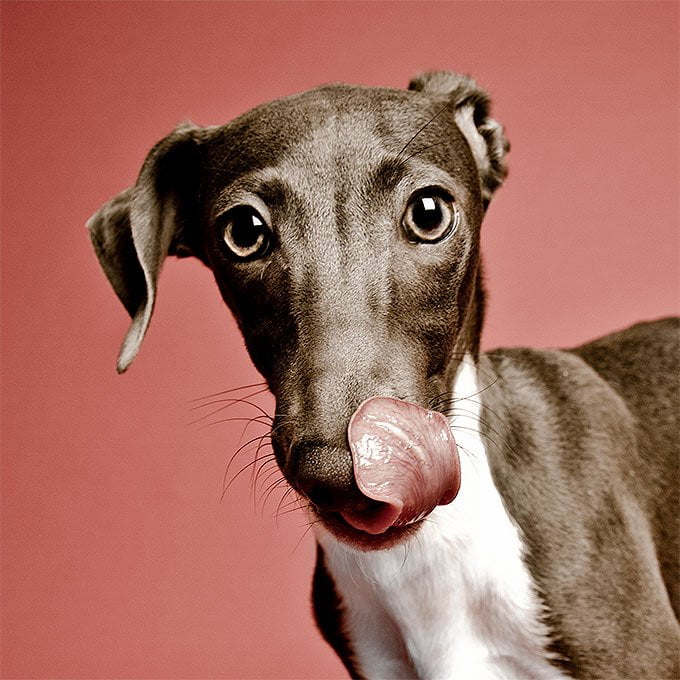 foto Perro Galgo Italiano