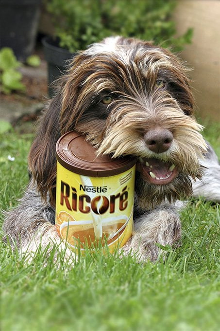 foto Perro de pelo duro (Wirehaired Pointer Griffon)