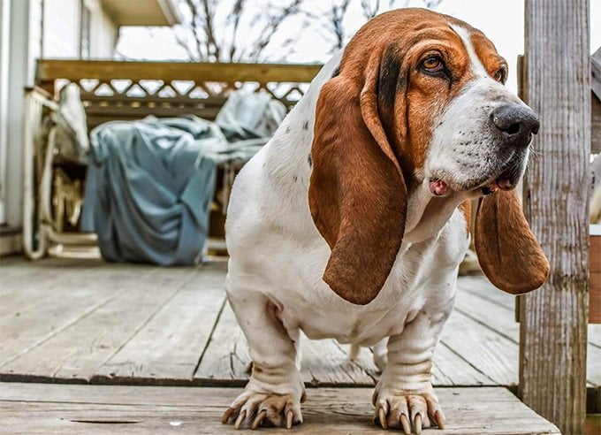 foto Perro Basset Hound