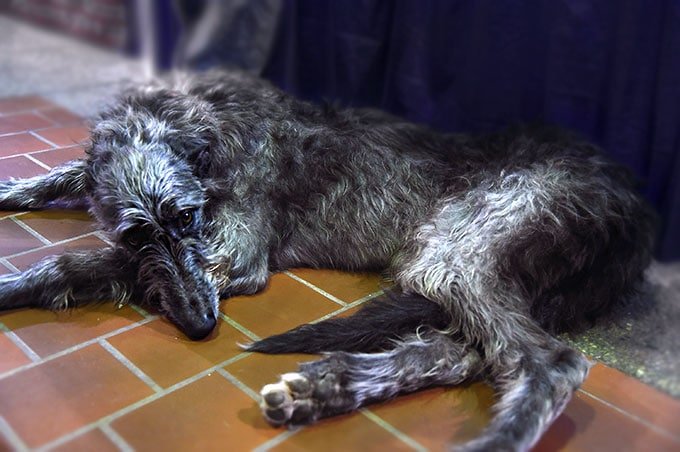 foto Deerhound escocés - Información, fotos, características y hechos