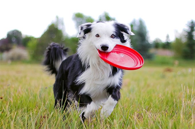 foto Perro Border Collie