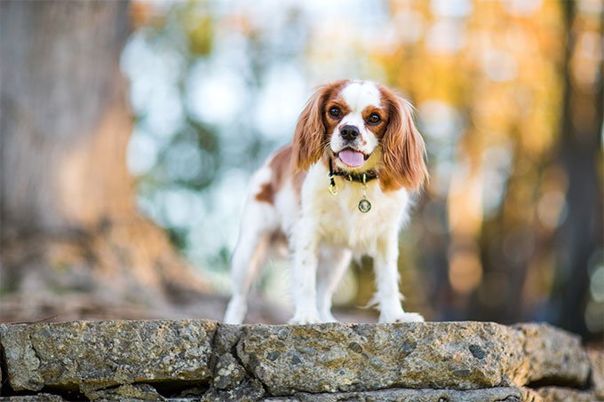 foto Perro Cavalier King Charles Spaniel