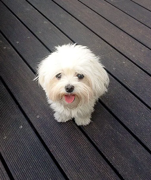 foto Perro Maltés