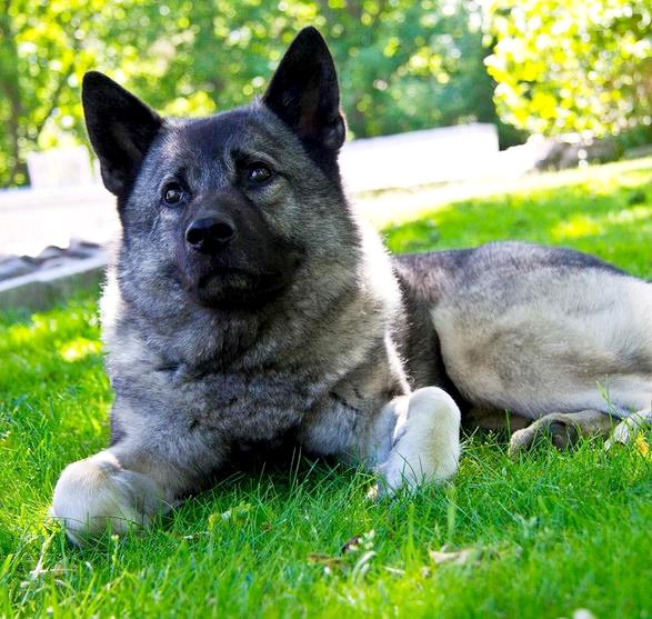 foto Perro de raza alkhound noruego