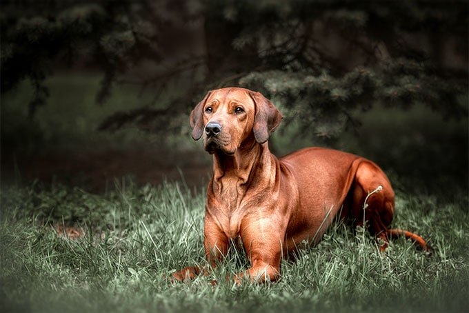 foto Información, fotos, características y datos de la raza de perro Rhodesian Ridgeback