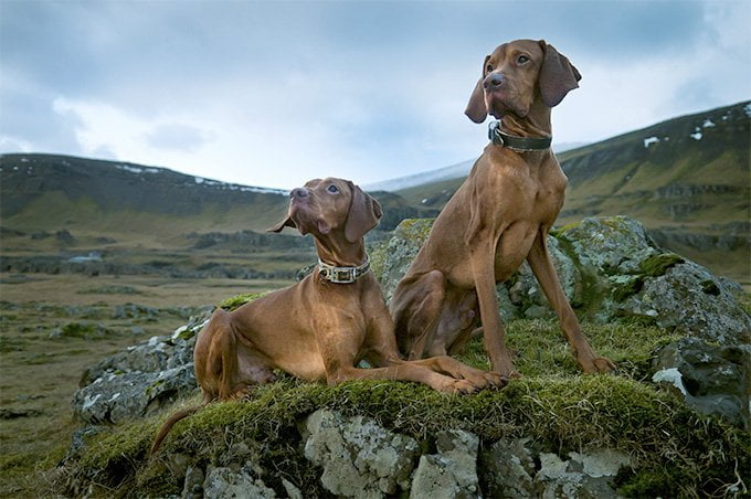 foto Perro Vizsla