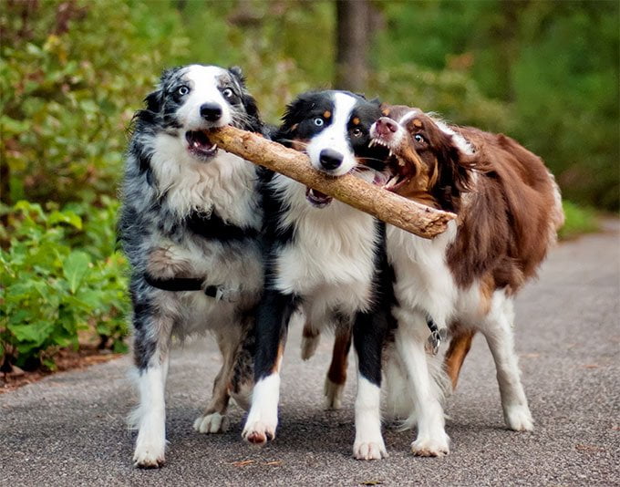 foto Perro pastor australiano