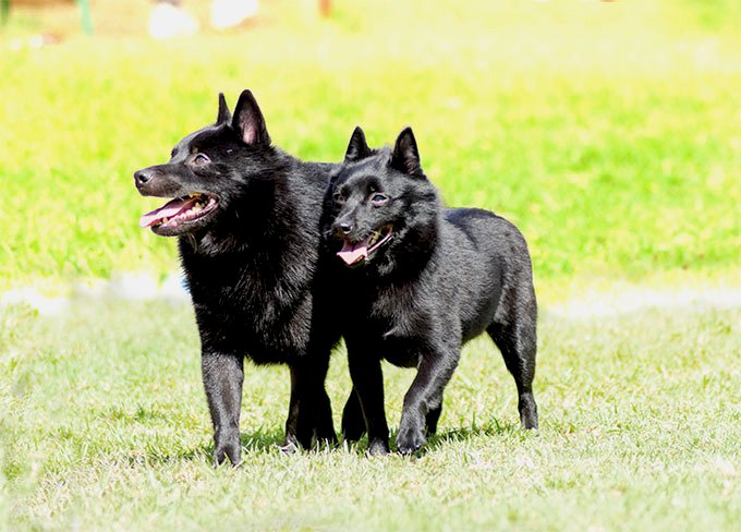 foto Perro Schipperke