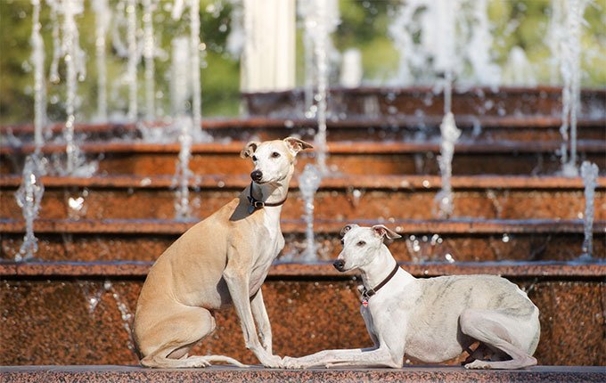 foto Información, fotos, características y datos de la raza de perro Whippet