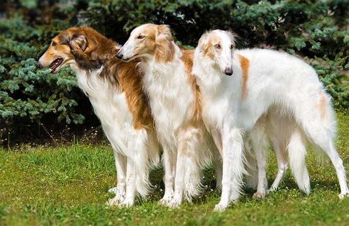 foto Perro Borzoi