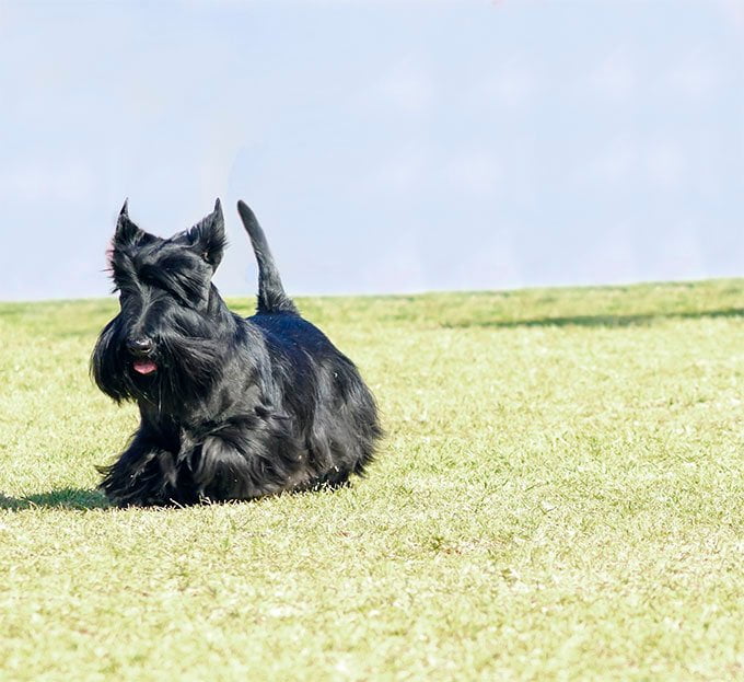 foto Perro Terrier Escocés