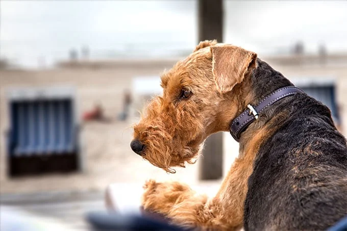 foto Perro Welsh Terrier
