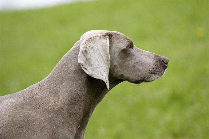 foto Perro Weimaraner