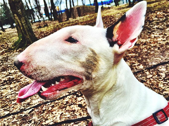 foto Perro Bull Terrier