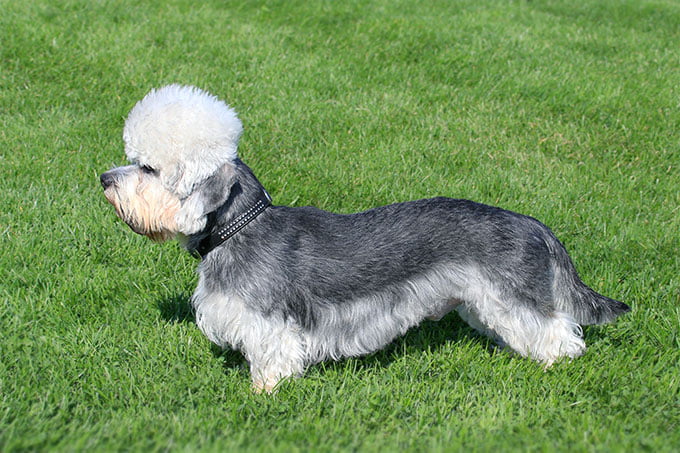 foto Dandie Dinmont Terrier