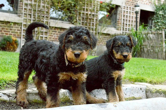 foto Perro Airedale Terrier