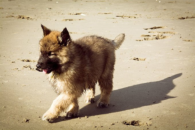 foto Información, fotos, características y datos de la raza de perro Belga Malinois