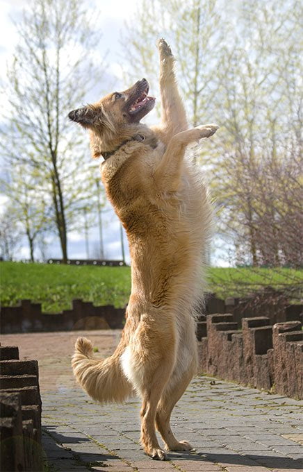 foto Perro Tervuren Belga