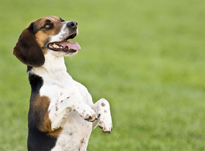 foto Perro Beagle