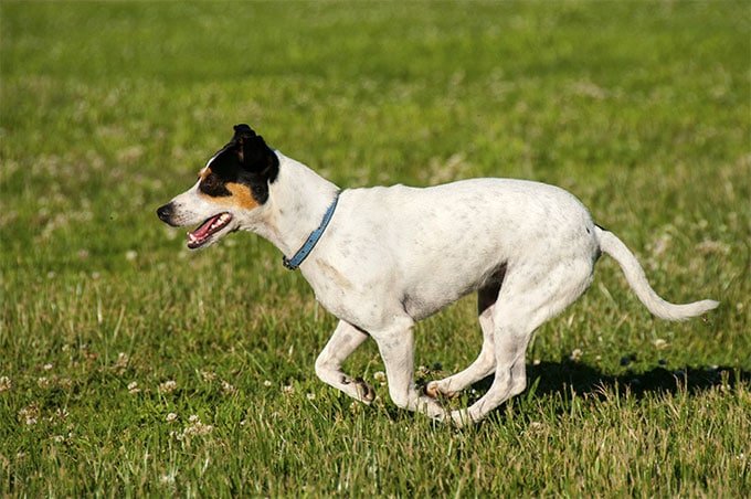 foto Perro Fox Terrier Toy