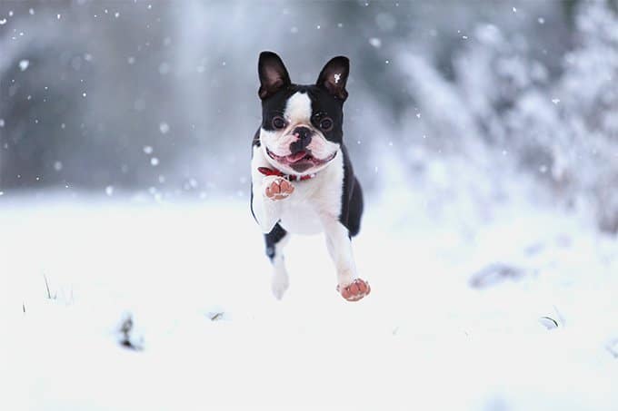 foto Perro Boston Terrier