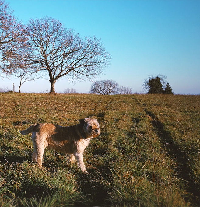 foto Perro Border Terrier