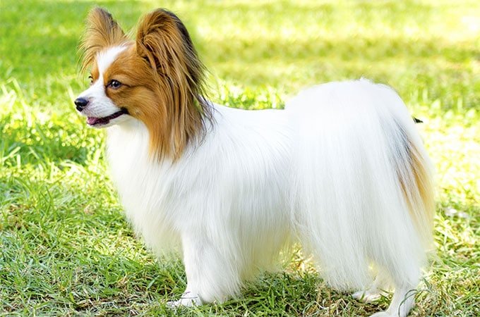 foto Perro Papillon