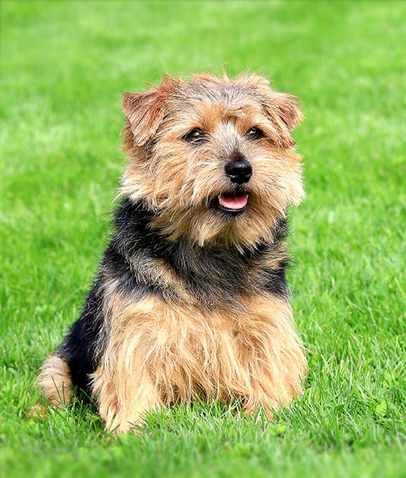 foto Perro Norfolk Terrier