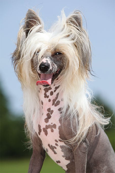 foto Perro Crestado Chino