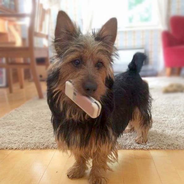 foto Perro Terrier Australiano