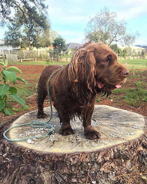 foto Perro de Sussex Spaniel