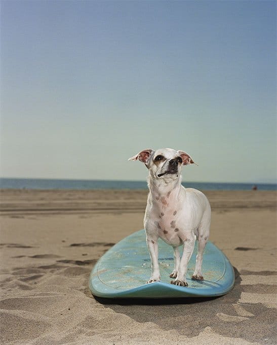 foto Perro Chihuahua