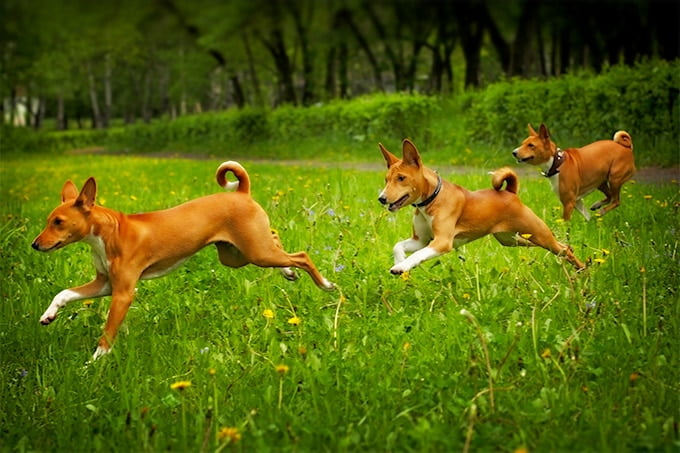 foto Perro Basenji